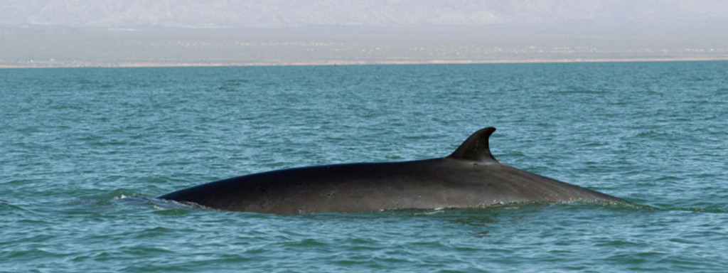 Fin Whales; Ths World's Fastest Whale- Charismatic Planet