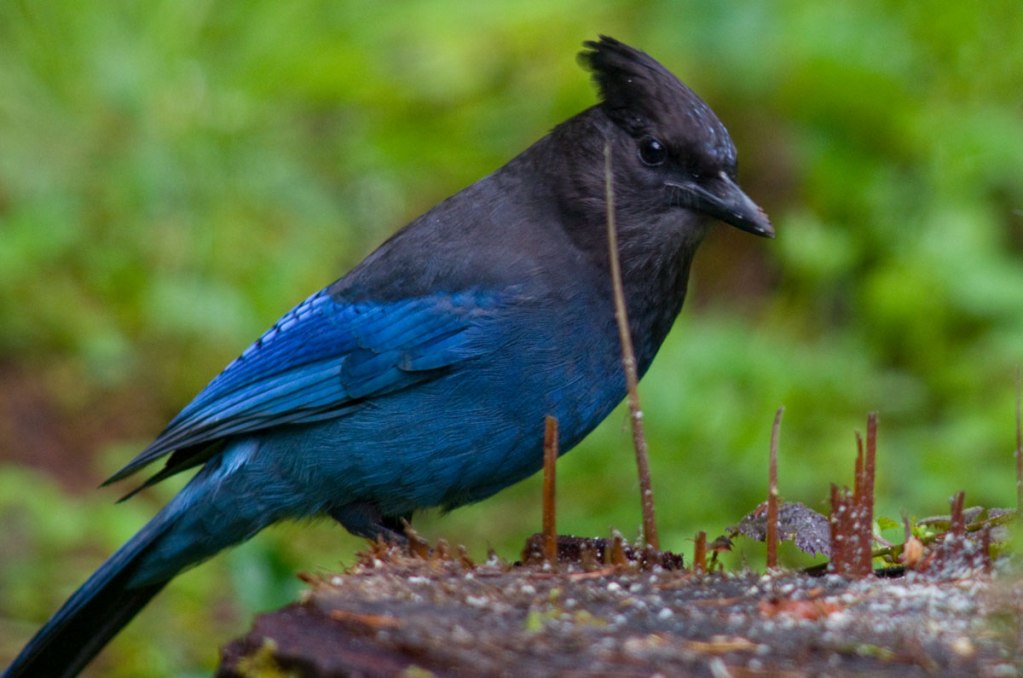 Steller's Jay An Aggressive Behavior Bird - Charismatic Planet