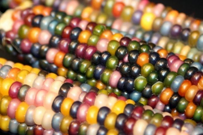 Eye Catching Multicolored Kernels of Corns 5 scaled