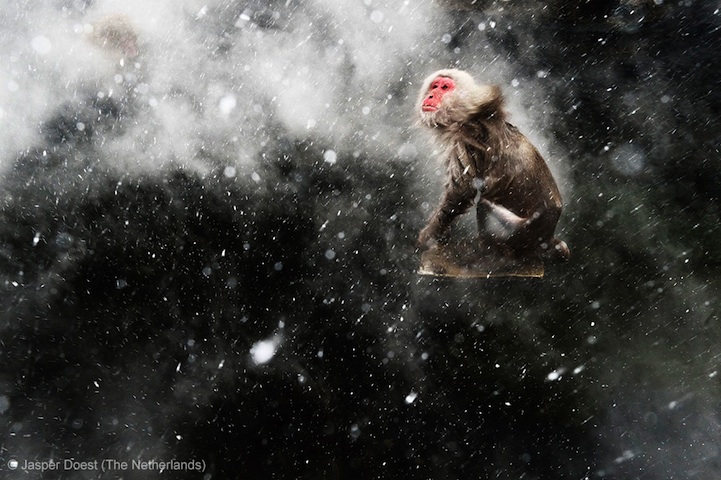 Winners of the Wildlife Photographer of the Year 2013-014