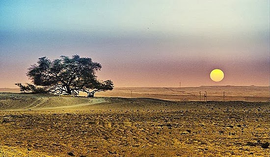 A Miraculous Survival of Tree in the desert of Bahrain 11