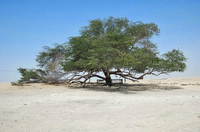 A Miraculous Survival of Tree in the desert of Bahrain