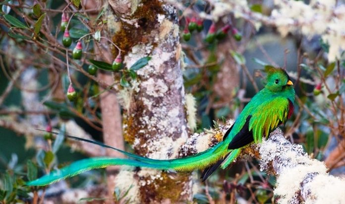 These majestically beautiful birds are actually weak fliers. They have various predators, such as ornate hawk-eagle, golden eagle, and other hawks and owls as adults, emerald toucanets, brown jays, long-tailed weasels, squirrels, and the kinkajou as nestlings or eggs.