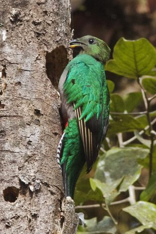 The Resplendent Quetzal belongs to trogon family, and can be found from southern Mexico to western Panama, and it is famous for it's colorful plumage.