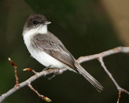 Eastern Phoebe - Small Passerine Bird