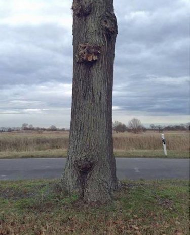 Puzzling Optical Illusion of a Hovering Tree Cut in Half1