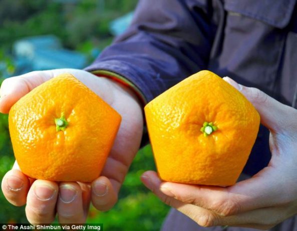 Pentagon Shaped Iyokan Citrus Fruits - The iyokan citrus fruits or 'Gokaku no Iyokan' were handed out as a good luck charm for students in the upcoming entrance exam season in Yawatahama, Ehime