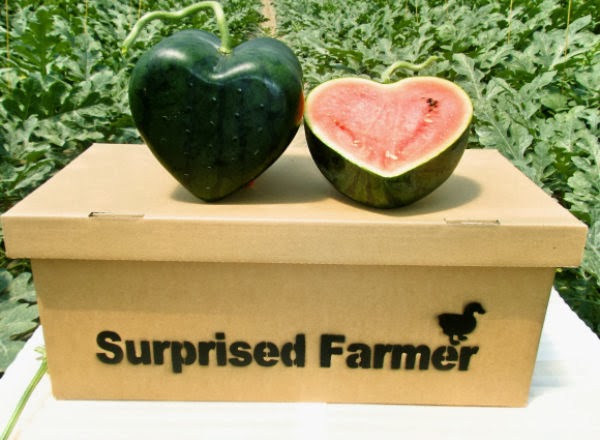 world’s first heart-shaped watermelon (1)