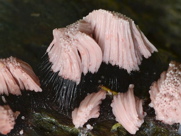 Stemonitis Axifera species of slime mold its fruits in clusters on dead wood, distinguishing tall reddish-brown sporangia on slender stalks.