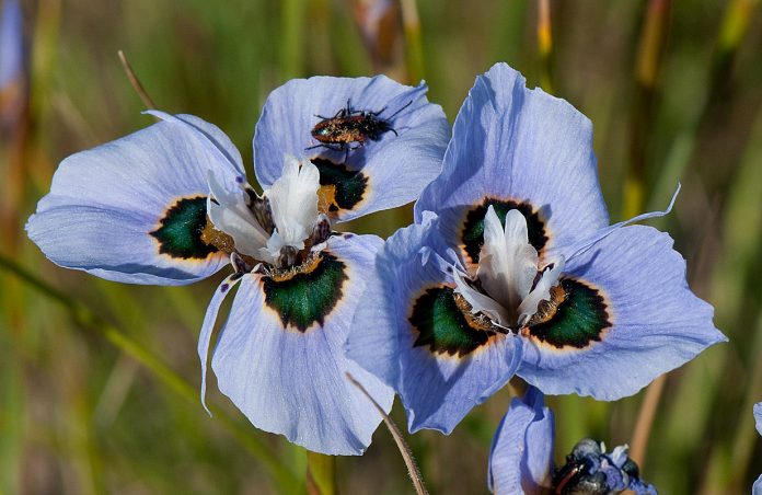 The Beautiful Eye-Shaped Flower- Charismatic Planet