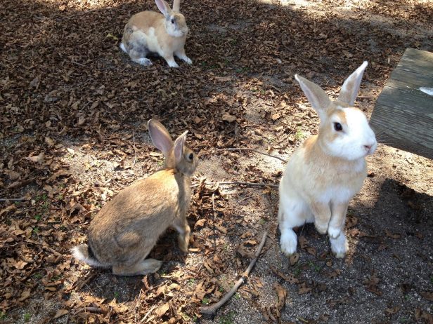 Rabbit Island Ōkunoshima Japan Rabbit Island