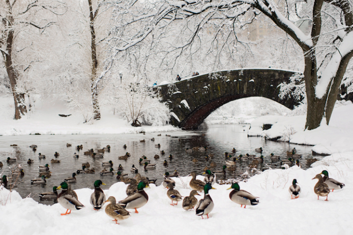 Wintery Wonderland of Central Park 1