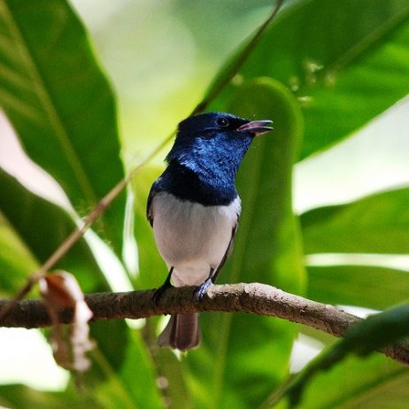 The Beautiful Leaden Flycatcher - Charismatic Planet