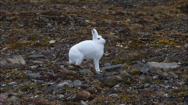 The arctic hare12