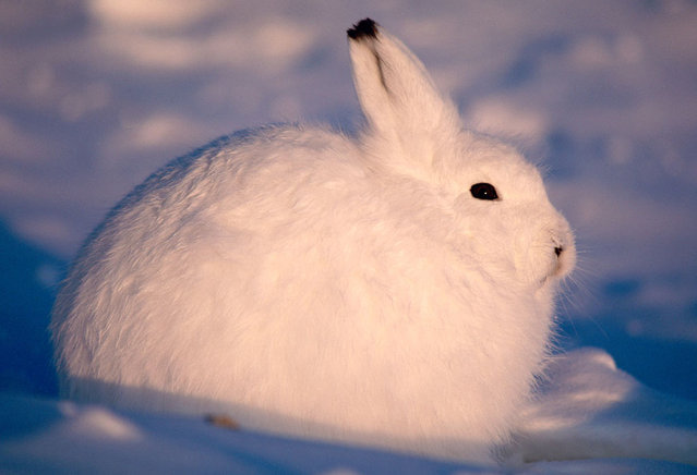 The arctic hare15