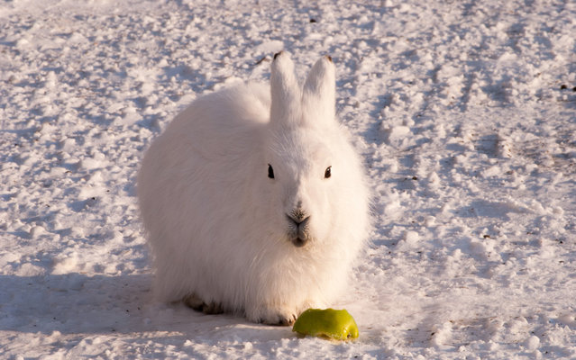 The arctic hare18