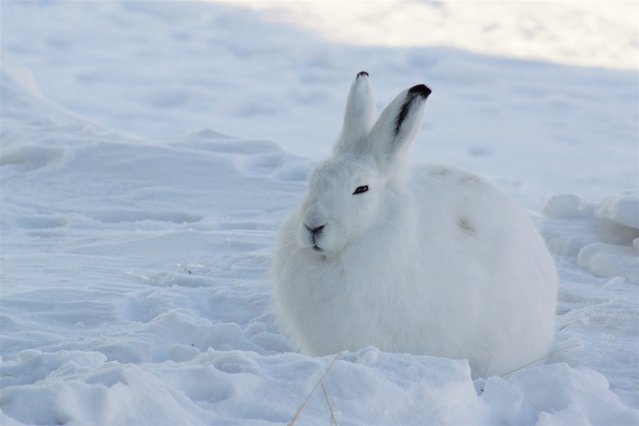 The arctic hare23