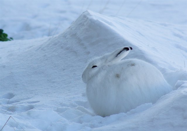 The arctic hare4