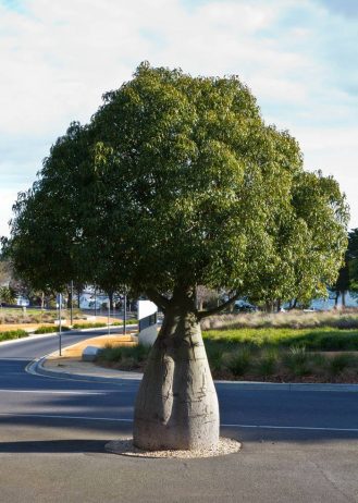 Bottle Tree of Queensland Brachychiton Rupestris1
