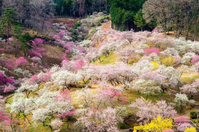 Cherry Blossoms is a cultural symbol of Japan7