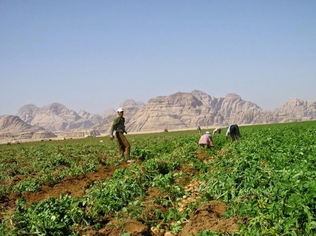 Organic Farming in the Desert of Wadi Rum5