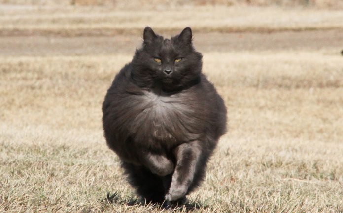Sygmond The Grey Majestic Cat1