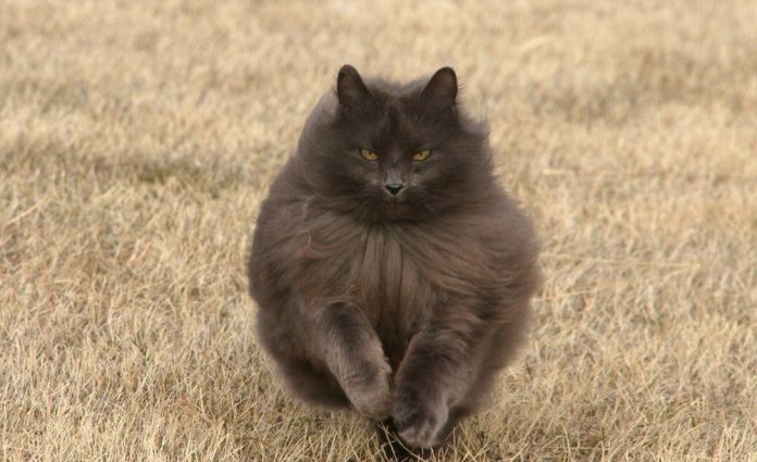 Sygmond The Grey Majestic Cat6