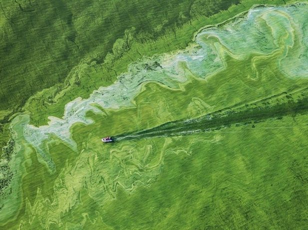 Toxic Algae Bloom on Lake Erie