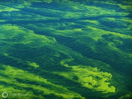 Toxic Algae Bloom On Lake Erie