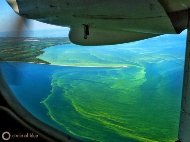 Toxic Algae Bloom on Lake Erie5