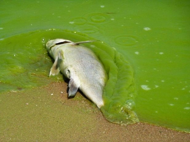 Toxic Algae Bloom on Lake Erie6