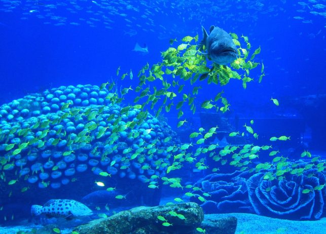 World’s Largest Aquarium on Earth 15