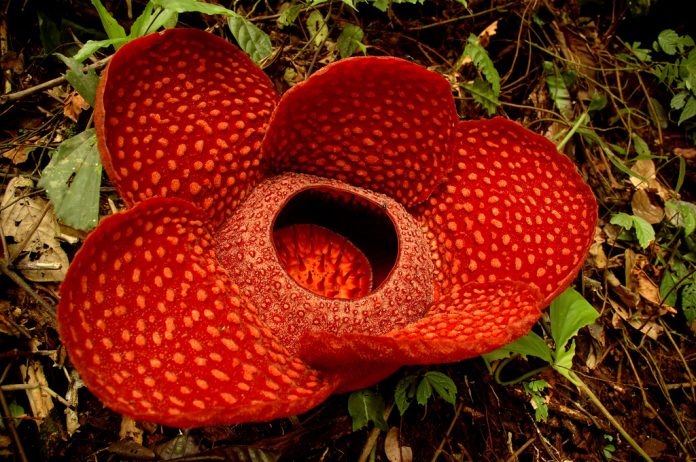 Rafflesia is a genus of parasitic flowering plants. It contains about 28 species including 4 partly characterized species as recognized by Willem Meijer in 1997.