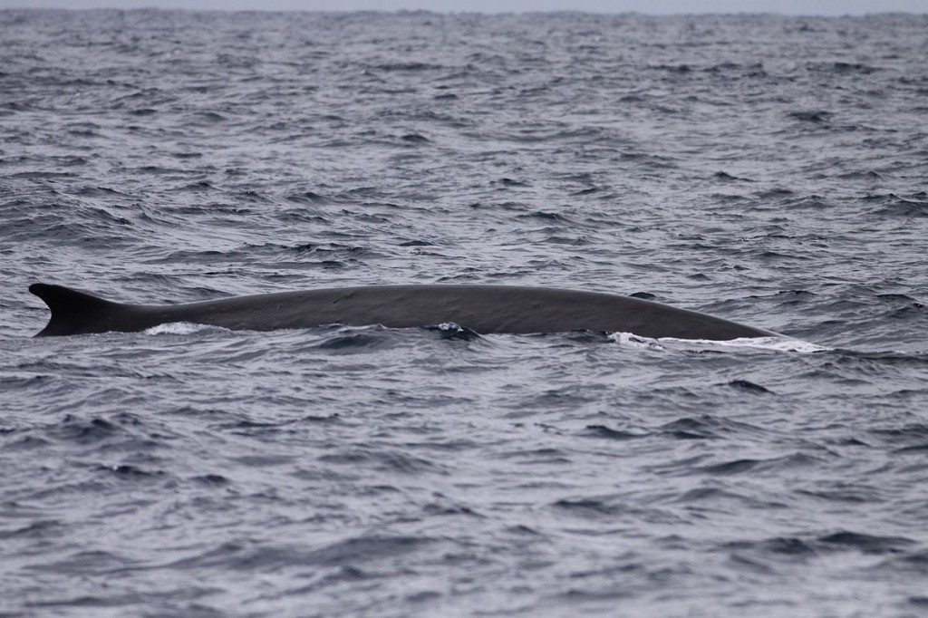 Fin Whales; Ths World's Fastest Whale- Charismatic Planet