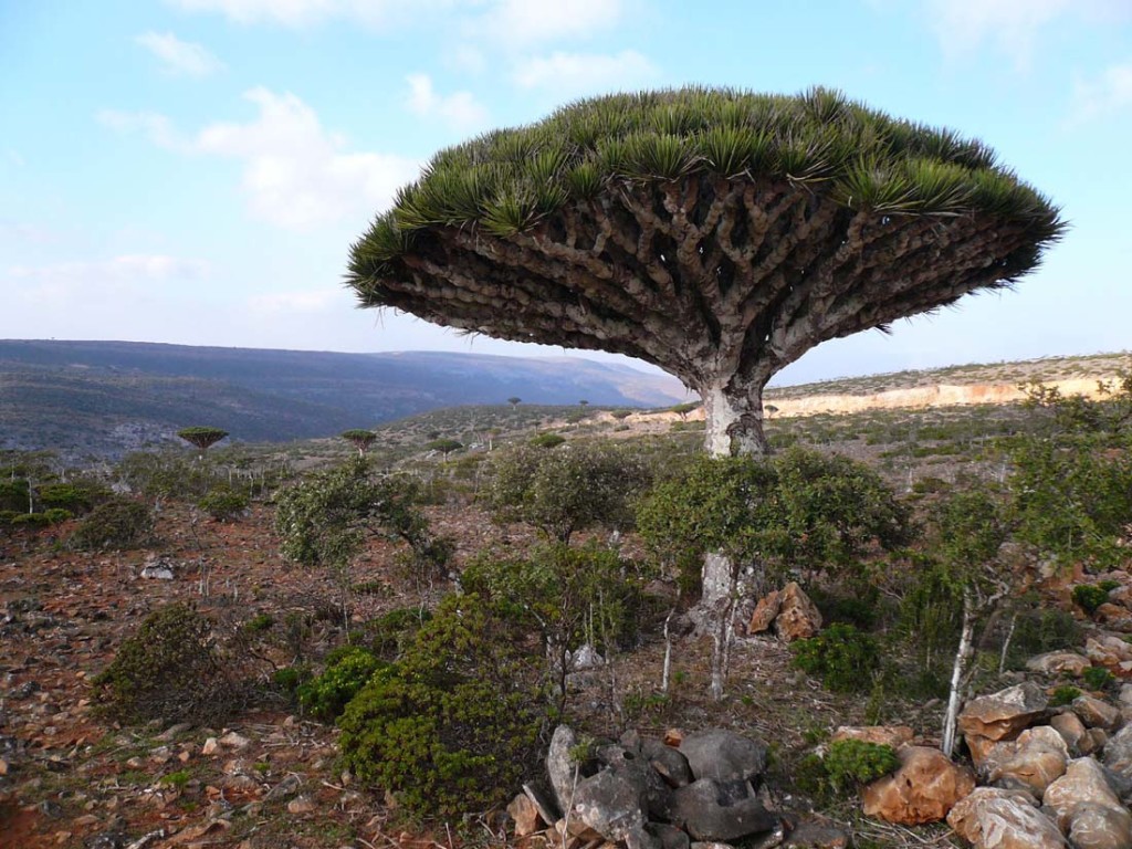 Perhaps the most prominent and distinct plant that evocatively named Dragon Blood Tree. It has a unique and bizarre appearance.