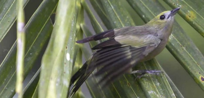 Palm Tanager in the Amazon