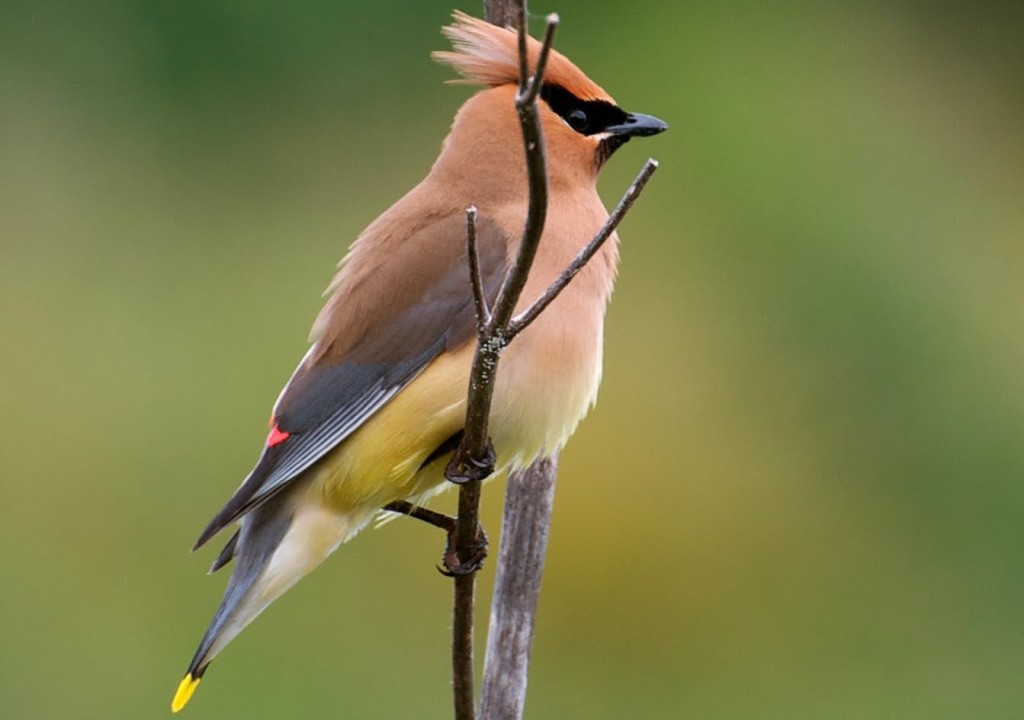 The Bohemian Waxwing got its name for the red waxy tips on mature feathers, and for its bohemian behavior.