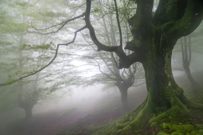 Gorbea Natural Park is a protected area located between the provinces of Alava and Vizcaya in the Basque Country of northern Spain.