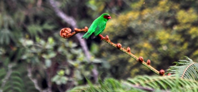 Grass Green Tanager bird is often seen in mixed species flocks, and usually travels in pairs or in groups of 3-6 individuals.