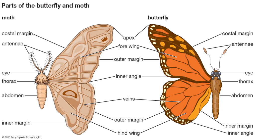 Difference Between a Butterfly and Moth