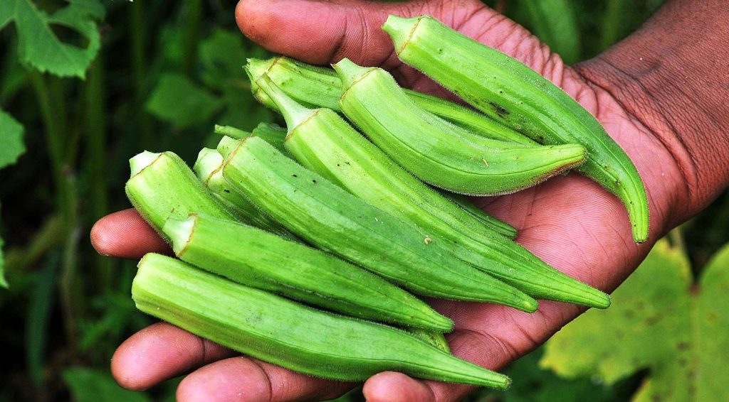 when to harvest okra