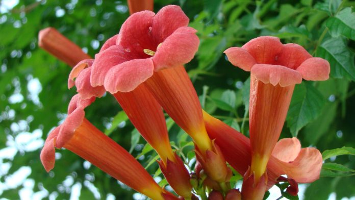Trumpet vine is hummingbird favorite plant, the red orange 2 to 3 inch, trumpet shaped flowers, bloom in July with long, slender bill of the hummingbird,