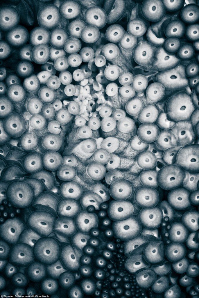 Such a complex creature, this is a close-up view of the bottom of an octopus with its elaborate patterns of suckers at the Seattle Aquarium