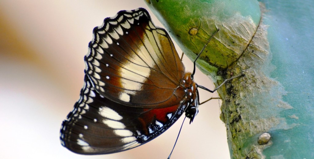 A Butterfly as Pests - Butterflies and moths can be both pets and instrumental in the control of pests