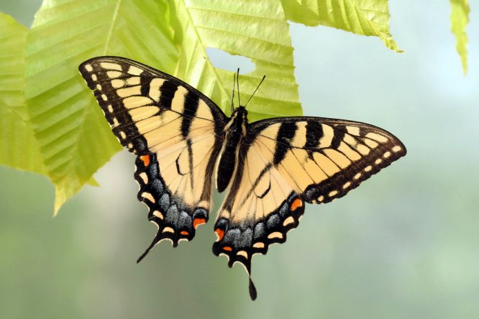 The Evolution of Butterflies | Charismatic Planet