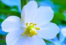 Mayapple – A Charming Plant if Used in a Right Way