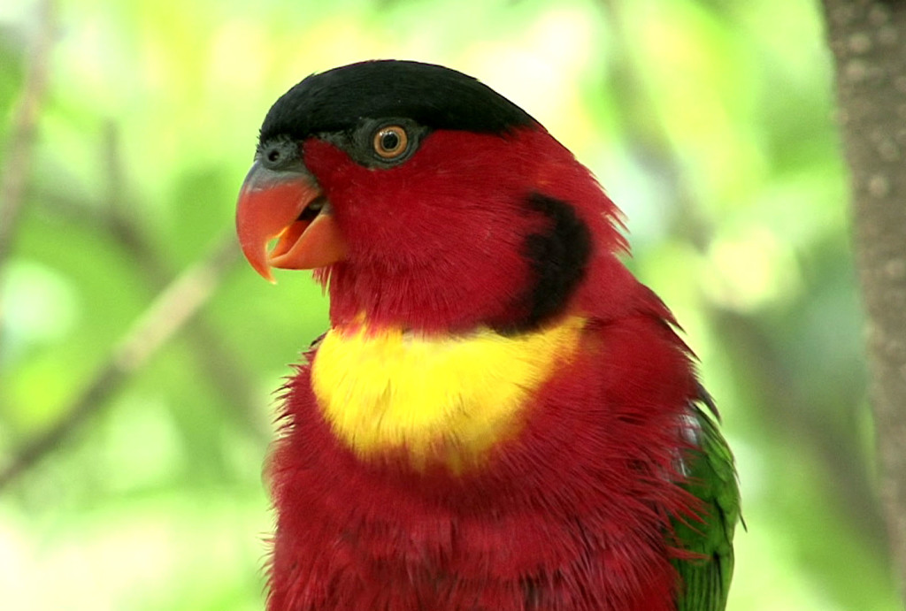 Yellow-Bibbled Lory are habitually very active you’d quite easily be able to notice if something was wrong. 