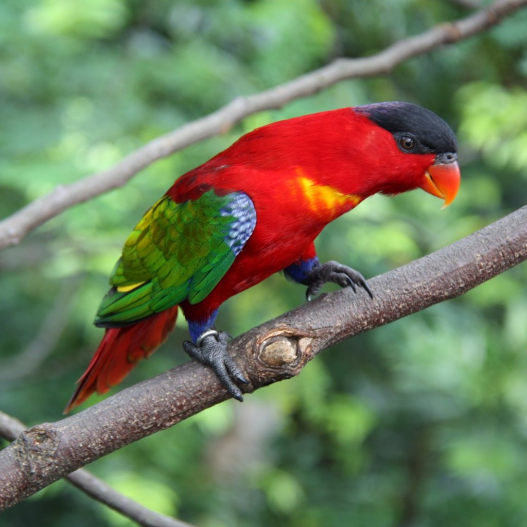 The striking Yellow-bibbed Lory natural habitats are subtropical or tropical moist lowland forests and subtropical or tropical moist montane forests