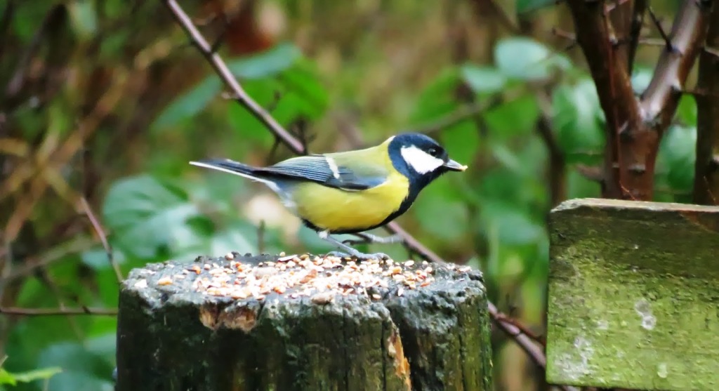 The Acrobatic Blue and Great Tits frequent our gardens in winter area a delight to watch as they cluster round a bag of peanuts.