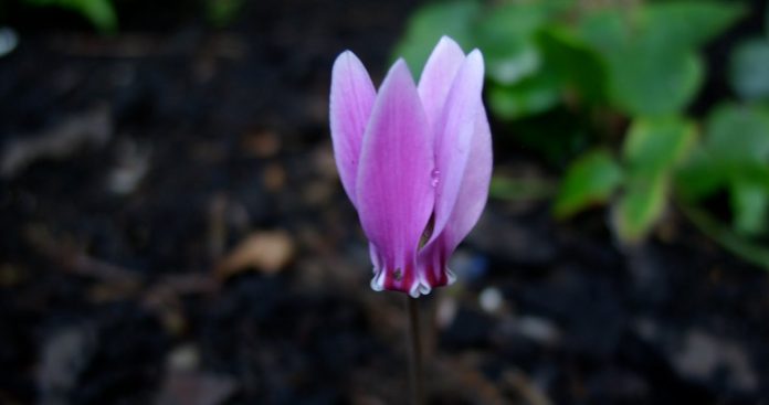 Cyclamen Flower is a beautiful plant. The flowers hover above the leaves like moths, on long wavy stems as most are dormant in summer.